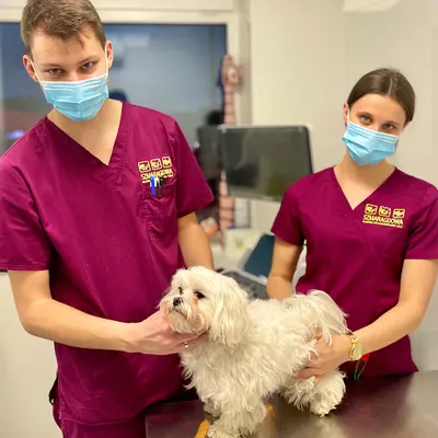 Klinika Weterynaryjna Szmaragdowa 24h/7dni